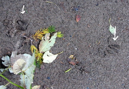 [Two prints are spaced in the wet dirt with some leaves on the ground near them. The print on the left appears to have had more weight on it as the toe marks are slightly splayed and not quite as distinct as the ones on the right. White arrows were added to the image above the marks so they could be more easily located.]